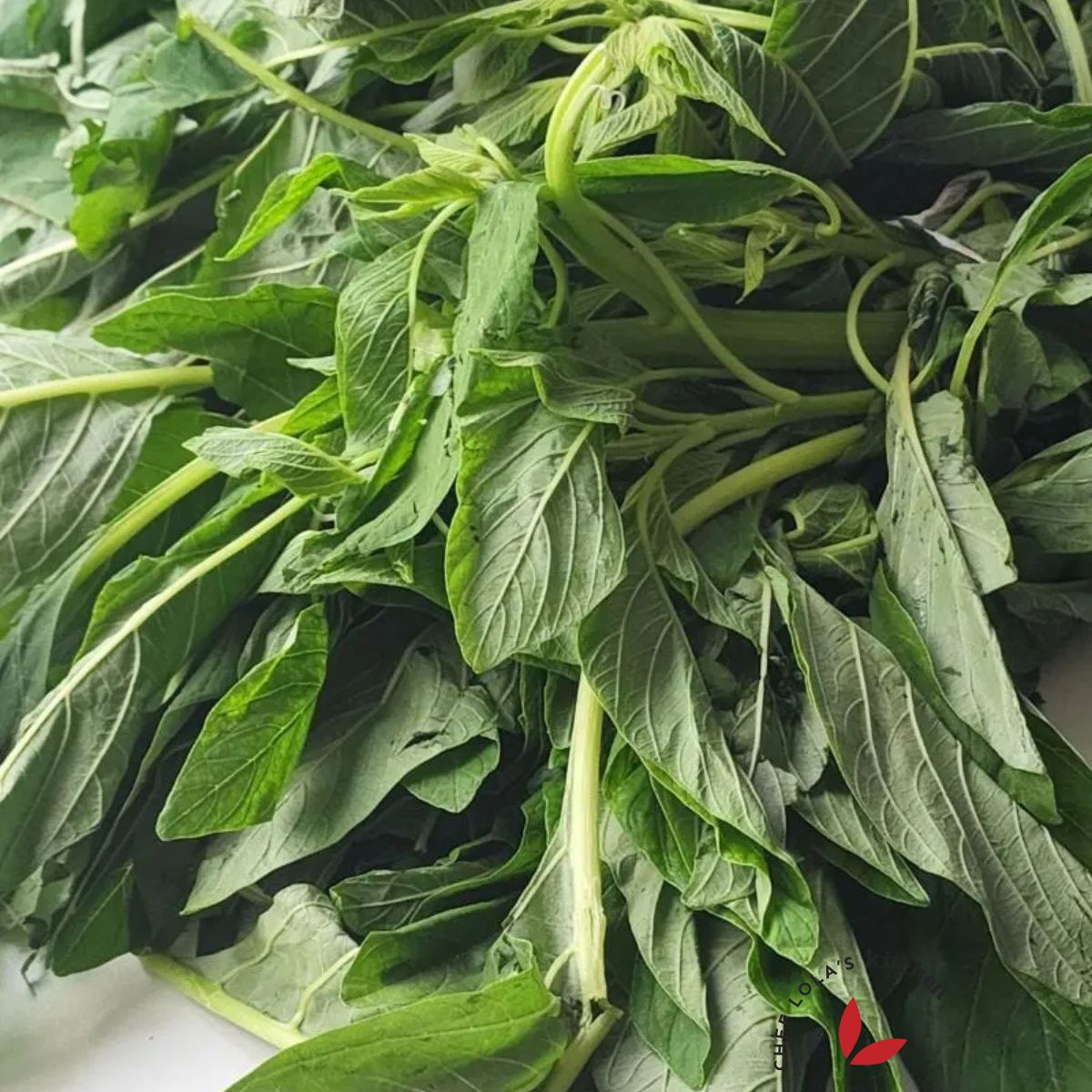 Fresh spinach leaves - Green Amaranth